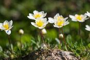 Dryas octopetala — Caherhurley Nursery image
