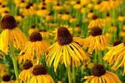 Echinacea paradoxa paradoxa — Caherhurley Nursery image