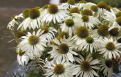 Echinacea purpurea 'Primadonna White' — Caherhurley Nursery