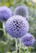 Echinops bannaticus 'Blue Glow' — Caherhurley Nursery image