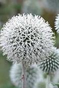 Echinops bannaticus 'Star Frost' — Caherhurley Nursery