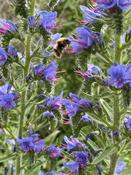 Echium vulgare — Caherhurley Nursery