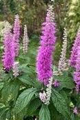Elsholtzia stauntonii — Caherhurley Nursery