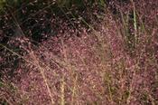 Eragrostis spectabilis — Caherhurley Nursery image