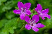 Erodium manescavii — Caherhurley Nursery