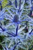 Eryngium alpinum 'Blue Star' — Caherhurley Nursery image