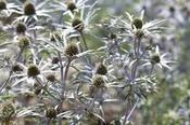 Eryngium variifolium — Caherhurley Nursery image