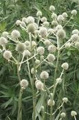 Eryngium yuccifolium — Caherhurley Nursery
