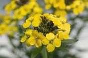 Erysimum 'Canaries' — Caherhurley Nursery