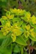 Euphorbia corallioides — Caherhurley Nursery