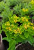 Euphorbia epithymoides — Caherhurley Nursery image