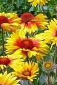 Gaillardia x grandiflora 'Amber Wheels' — Caherhurley Nursery image