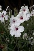 Geranium maderense 'Guernsey White' — Caherhurley Nursery image
