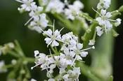 Gingidia montana — Caherhurley Nursery image