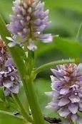 Glycyrrhiza glabra — Caherhurley Nursery image