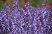 Nepeta grandiflora 'Wild Cat' — Caherhurley Nursery image