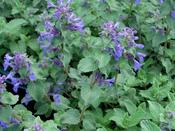 Nepeta racemosa 'Toria' — Caherhurley Nursery image