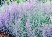 Nepeta racemosa 'Walker's Low' — Caherhurley Nursery image