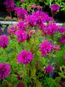 Monarda 'Panorama' — Caherhurley Nursery image