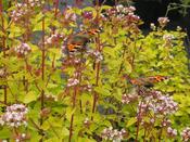 Origanum vulgare 'Thumble's Variety' — Caherhurley Nursery image