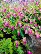 Origanum 'Barbara Tingey' — Caherhurley Nursery image