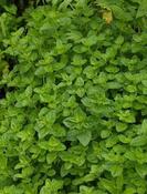 Origanum onites — Caherhurley Nursery image