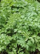 Levisticum officinale — Caherhurley Nursery image