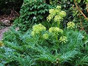 Molopospermum peloponnesiacum — Caherhurley Nursery image