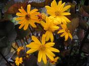 Ligularia dentata 'Midnight Lady' — Caherhurley Nursery image