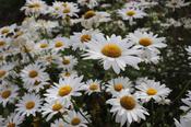 Leucanthemum x superbum 'Beethoven' — Caherhurley Nursery image