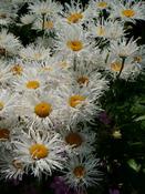 Leucanthemum x superbum 'Beauté Nivelloise' — Caherhurley Nursery image