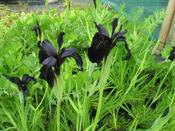 Iris chrysographes, black-flowered — Caherhurley Nursery image