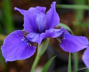 Iris sibirica 'Dreaming Spires' — Caherhurley Nursery image