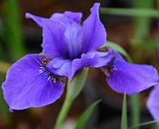 Iris sibirica 'Dreaming Spires' — Caherhurley Nursery image