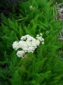 Meum athamanticum — Caherhurley Nursery image