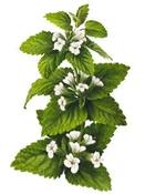 Melissa officinalis — Caherhurley Nursery image