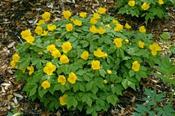 Hylomecon japonica — Caherhurley Nursery image