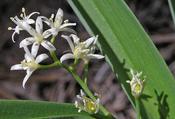 Maianthemum stellatum — Caherhurley Nursery image