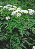Myrrhis odorata — Caherhurley Nursery image