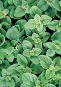 Origanum vulgare hirtum — Caherhurley Nursery image