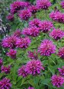 Monarda 'Petit Delight' — Caherhurley Nursery image
