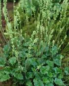 Mitella breweri — Caherhurley Nursery image