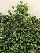 Muehlenbeckia complexa — Caherhurley Nursery image