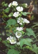 Kitaibelia vitifolia — Caherhurley Nursery image