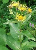 Inula helenium — Caherhurley Nursery image