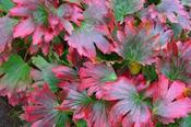 Mukdenia rossii — Caherhurley Nursery image