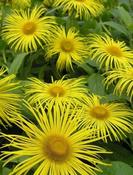Inula orientalis 'Grandiflora' — Caherhurley Nursery image