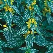 Lamium galeobdolon 'Hermann's Pride' — Caherhurley Nursery image