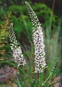 Lysimachia ephemerum — Caherhurley Nursery image
