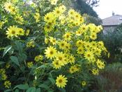 Helianthus 'Lemon Queen' — Caherhurley Nursery image